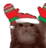Catting emote