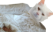 Apogre