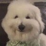 mulch emote