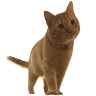 SLAMMY emote