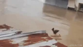 WILSON emote