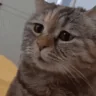 mau emote
