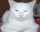 mewing