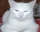 mewing