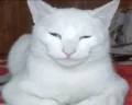 mewing emote