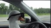 DuckDrive emote