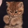 Hii emote