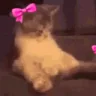gok emote