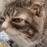 sus emote