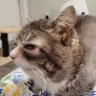 petting emote
