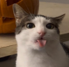 Pleh emote