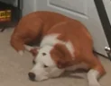 Conversion emote