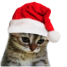 Rikki emote