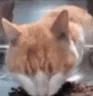 wot emote