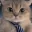 catTie