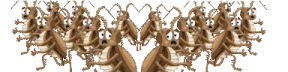 ROACHOUT emote