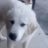 Disgust emote