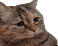 sadgeCat emote