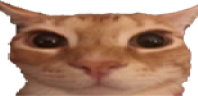 wide:3 emote