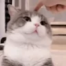 tupoi emote
