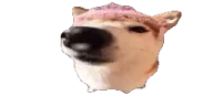 dog emote