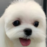 pp emote