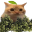 wiseSpoingus