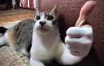 vo emote