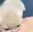 Emote
