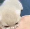 CatBite emote