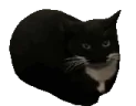 MAXWELL emote