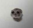 gaaanzkleineangstlichemaus emote