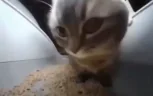 denskatte emote