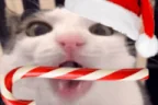 crunch emote