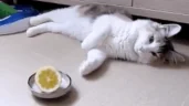 Pion_Limon emote