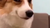)))) emote