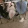 timeoutt emote