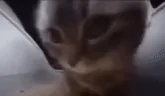 catVIBE emote