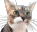 catBrick