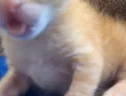 sanhar emote