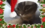 gettingjollywithit emote