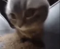 ChipiChapa emote