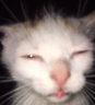 squintt emote