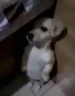 uh emote