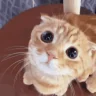 PLEASE emote