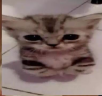 yoliteral emote