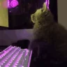 catChat emote