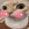uuhshy emote