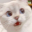 catGasp