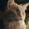 bopp emote